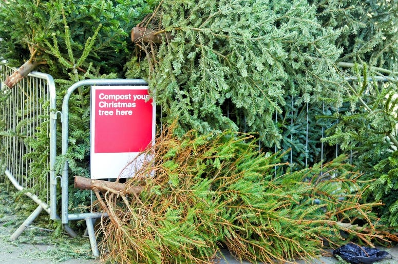 Recycle Your Tree