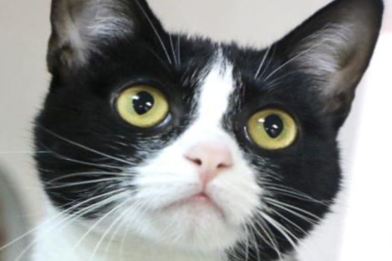 Coco @ Austin Humane Society October 2020