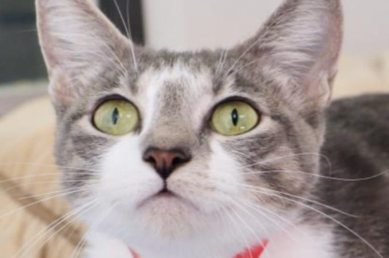 Cookie @ Austin Humane Society November 2020