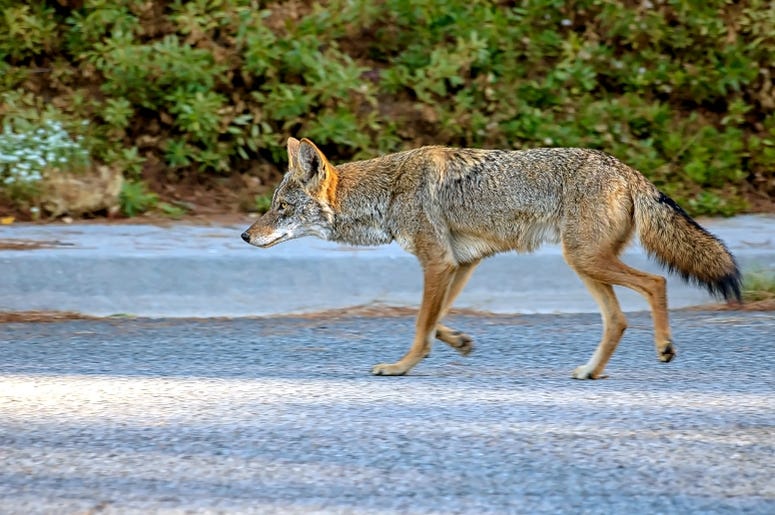 Coyote