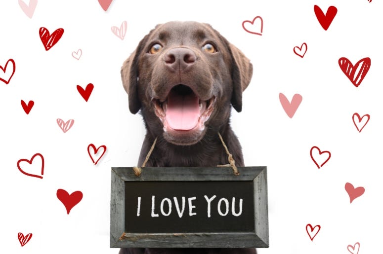 Valentines Day Dog