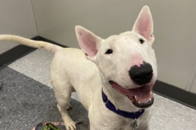 Egghead Austin Humane Society July 2020