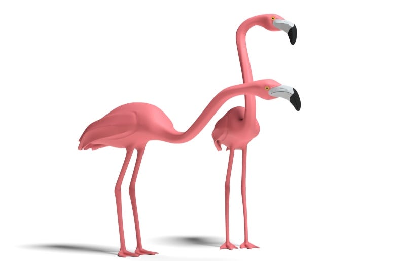 Thibault Renard Getty Image Flamingo Thibault Renard Getty Image