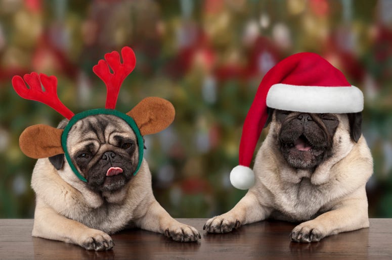 dog xmas pictures