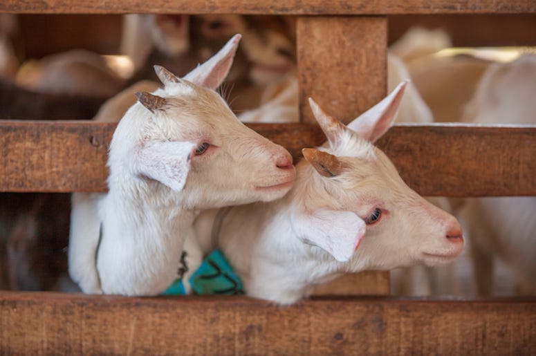 goats