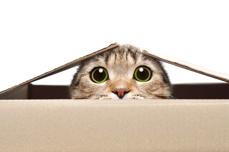 cat