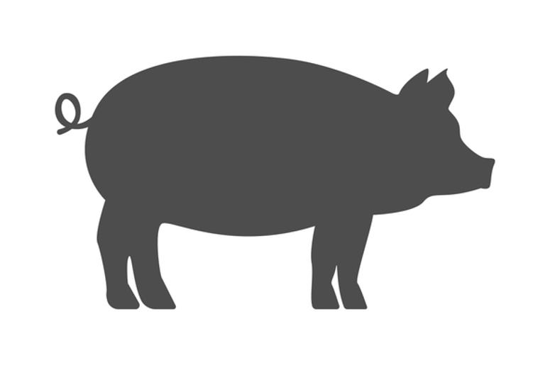 pig