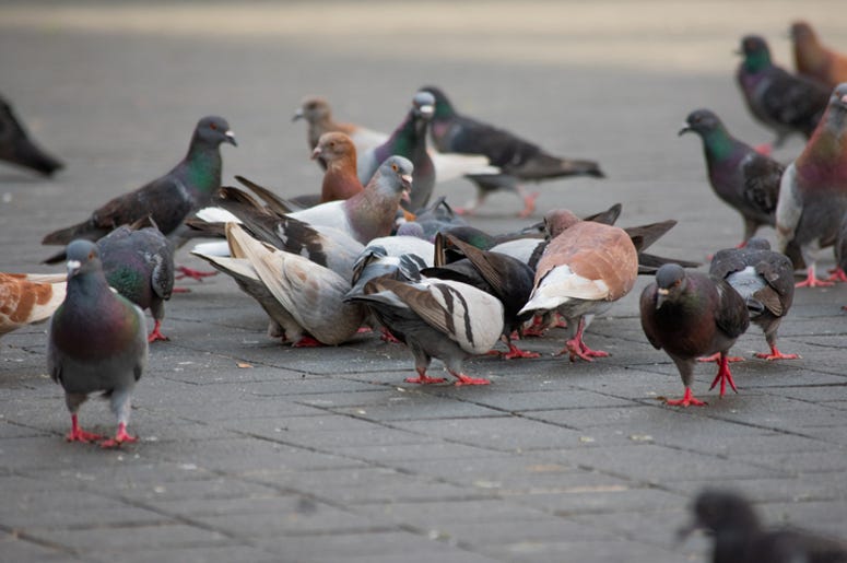 pigeons