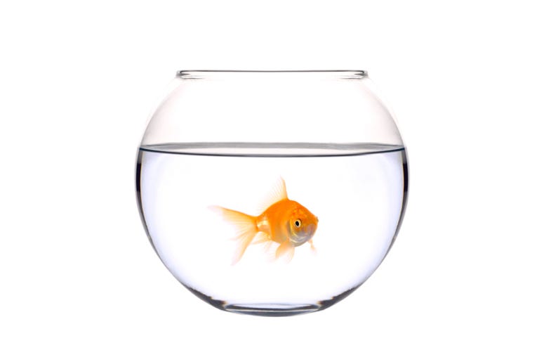 fish