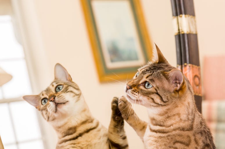 cat mirror