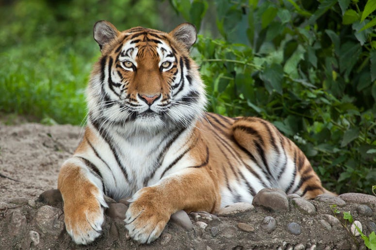 tiger king