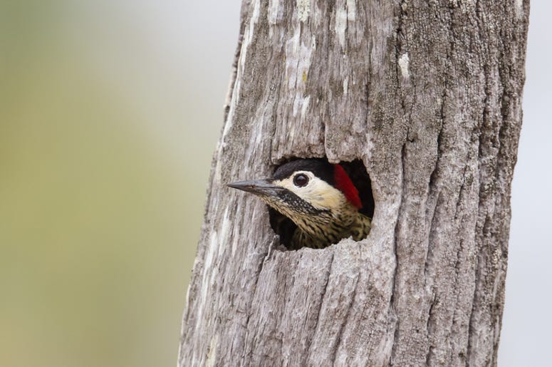 bird