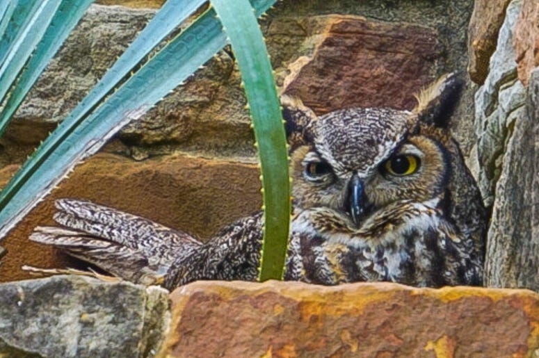 Great Horned Owl Lady Bird Johnson Wildflower Center / Getty Image - Jacqueline Cooper