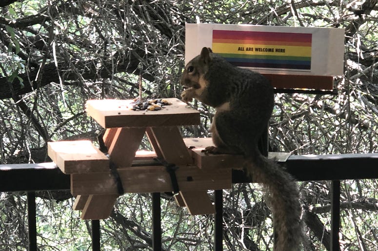 squirrel eating