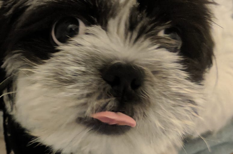 Rudy Gives it a Big Tongue Out!