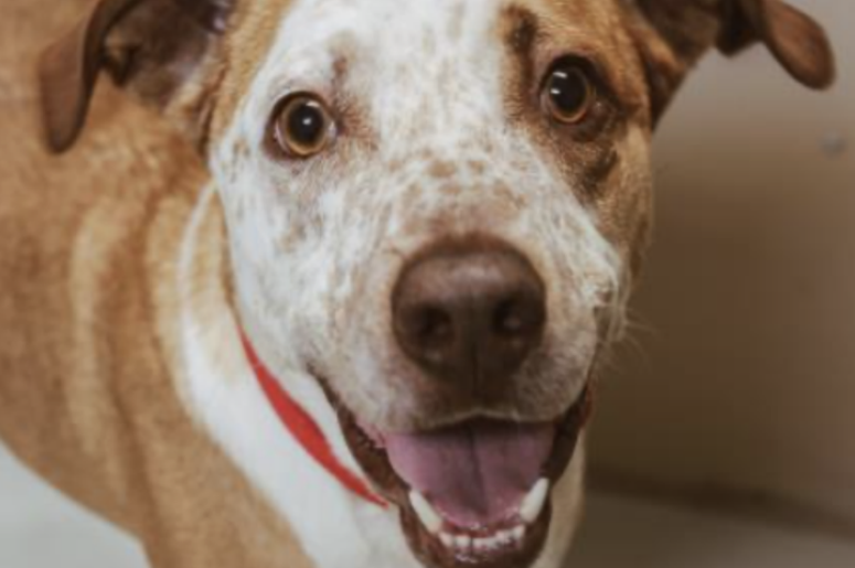 Johnny @ Austin Humane Society August 2020