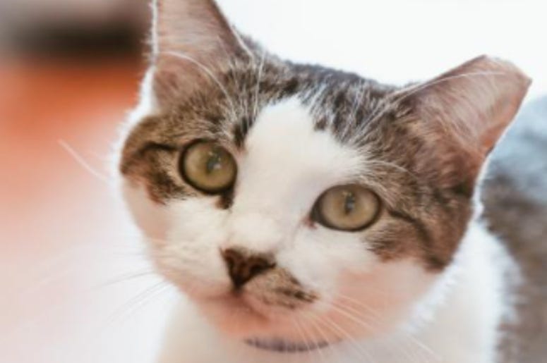 Lady Bird @ Austin Humane Society June 2020