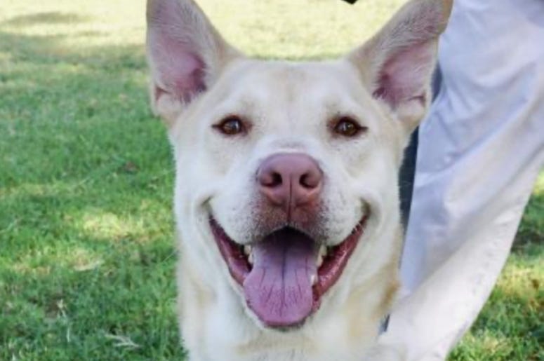 Lenny @ Austin Humane Society September 2020