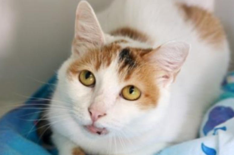 Marble @ Austin Humane Society August 2020