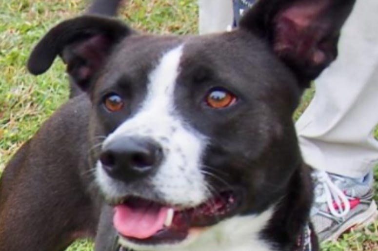 Mocha @ Austin Humane Society September 2020
