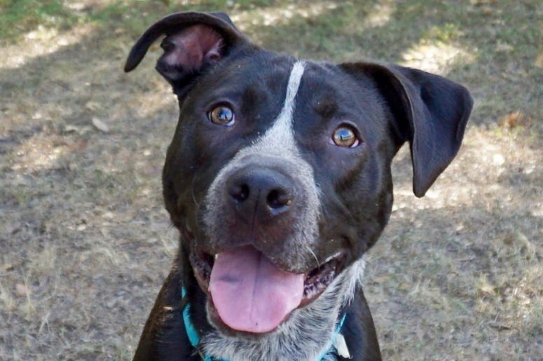 Pancake @ Austin Humane Society January 2020 Pancake