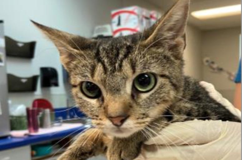 Petunia @ Austin Humane Society August 2020