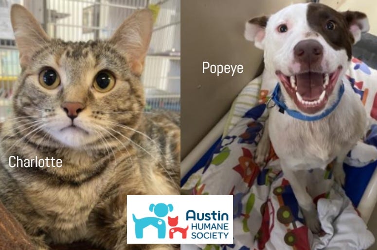 Popeye & Charlotte @ Austin Humane Society May 2020