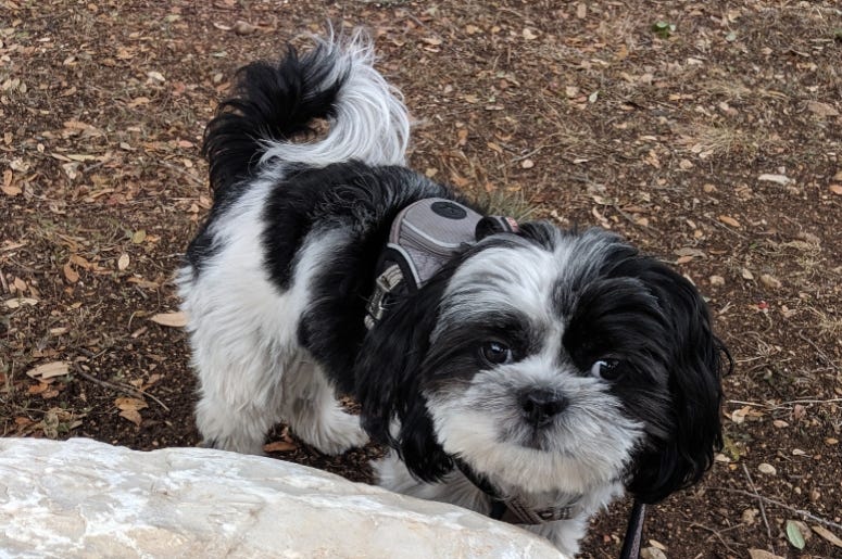 Rudy Outside Rock