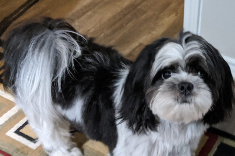 Rudy Roo the Shih Tzu