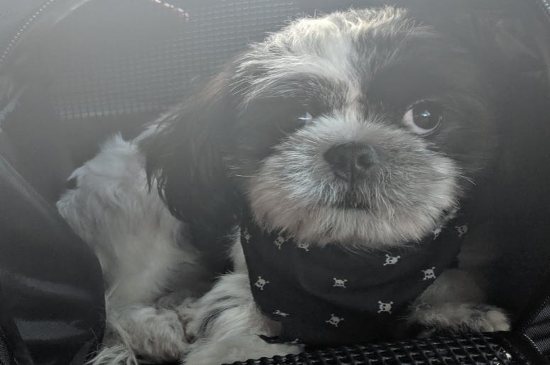 Rudy's Ready for his 1st Road Trip Soon! Rudy's Ready for his 1st Road Trip Soon!