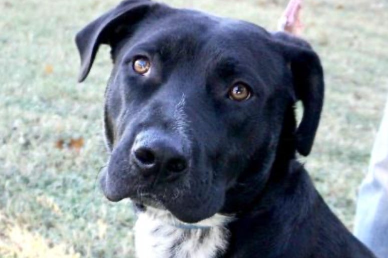 Santiago @ Austin Humane Society November 2020