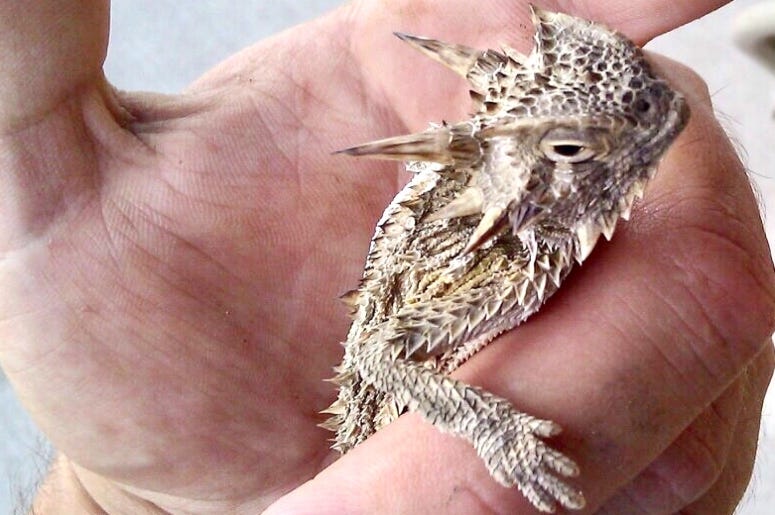 Texas Horny Lizard / Toad
