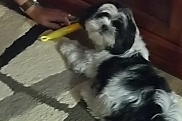 The Fetch Game