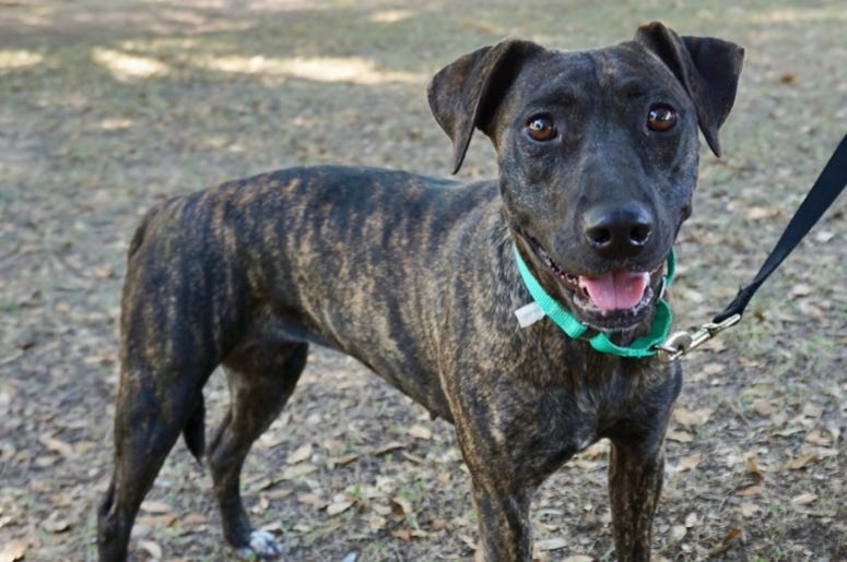 Tiffany Austin Humane Society