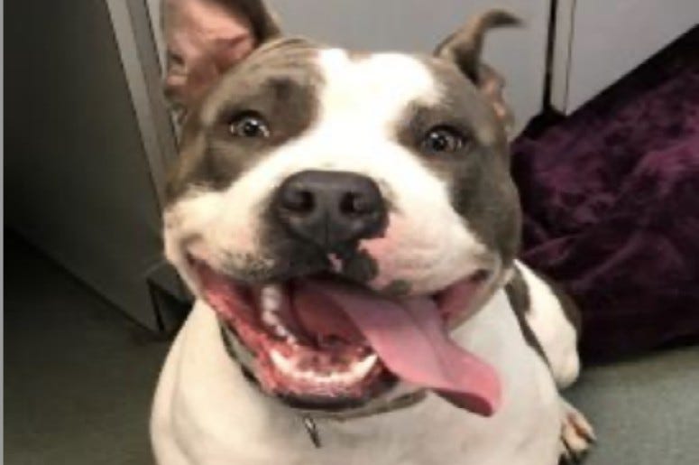 Zeus @ Austin Humane Society July 2020