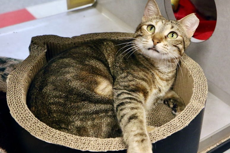 Nutmeg AHS Feb 2020