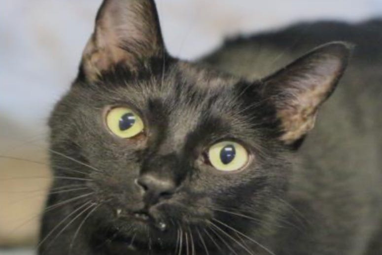 Bonnie @ Austin Humane Society September 2020
