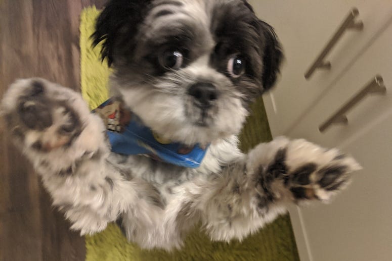 Rudy Puppy toy