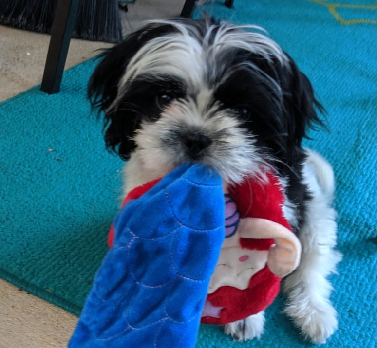 Rudy Puppy toy