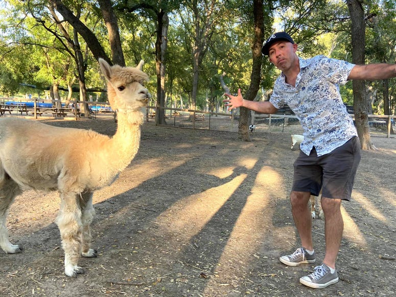 alpaca