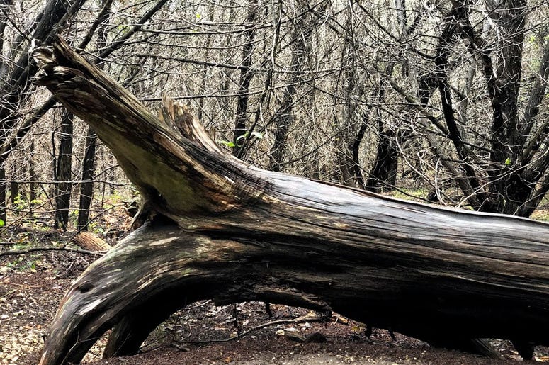 stump