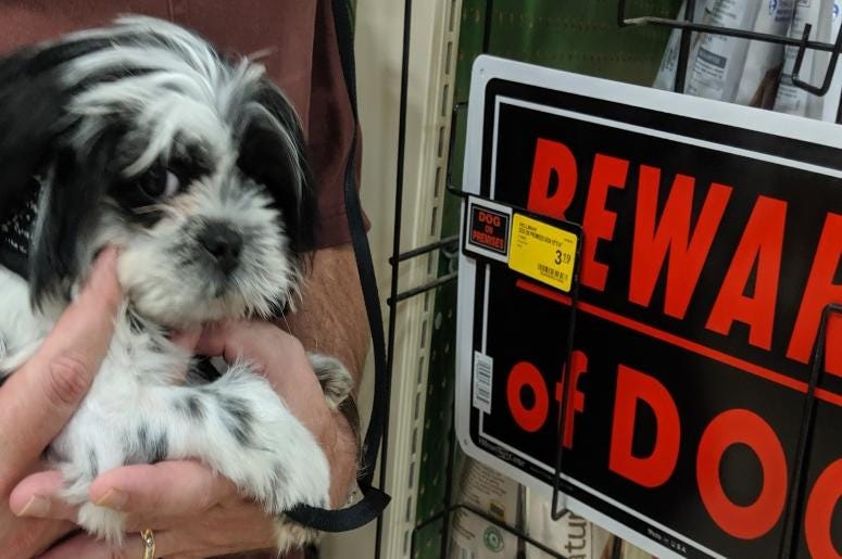 Rudy is Pure Rock'n Puppy Power!