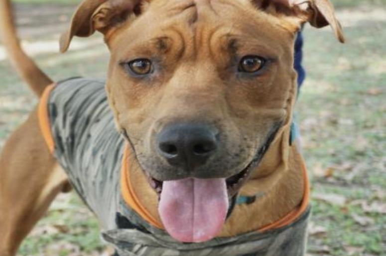 Scooby Doo Austin Humane Society November 2019