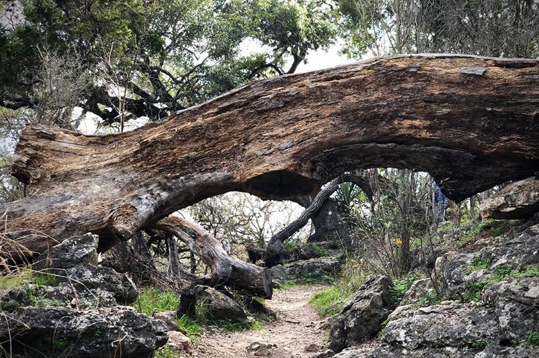tree in walk