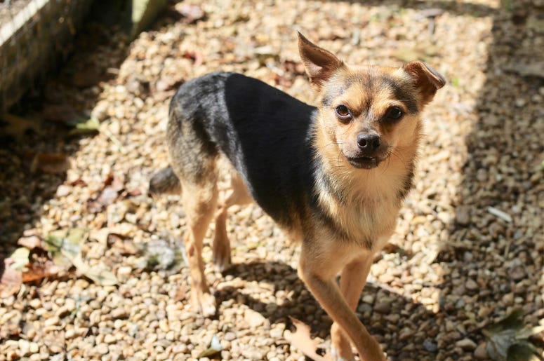 pet of the day