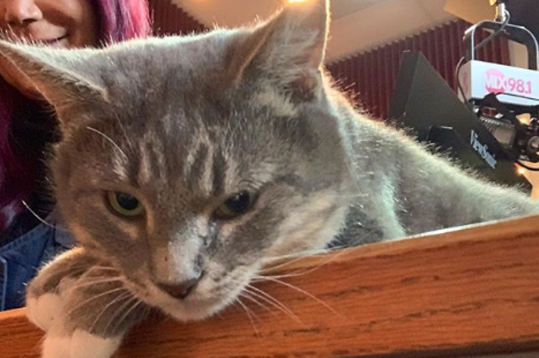 pet of the day