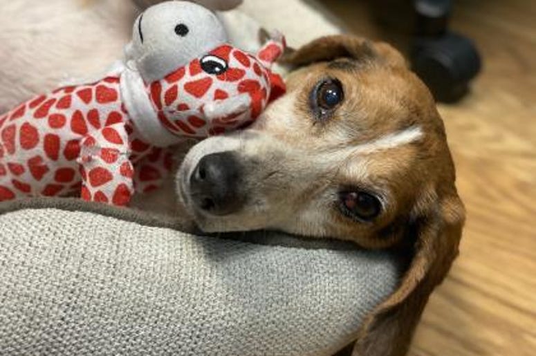 pet of the day