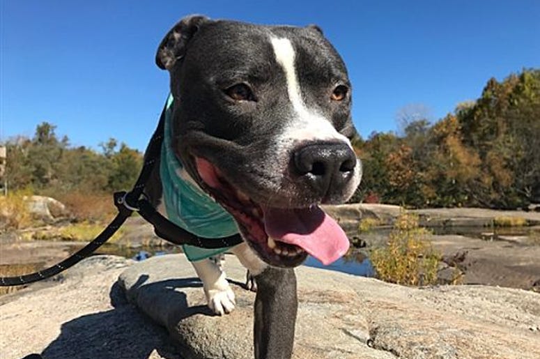 pet of the day