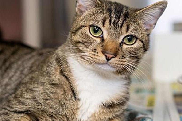 pet of the day