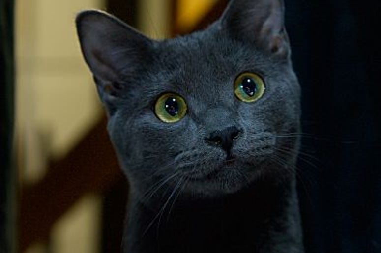 pet of the day